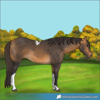 Horse Color:Buckskin Tobiano 