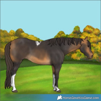 Horse Color:Buckskin Tobiano 
