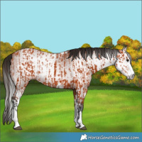Horse Color:Bay Sabino  and Gray Bay Sabino 