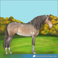 Horse Color:White Spotted Buckskin Tobiano Appaloosa 