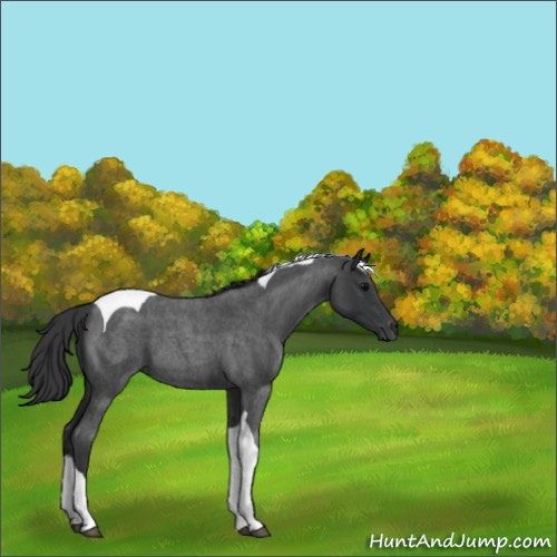 Horse Color:Blue Roan Tobiano 