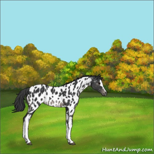 Horse Color:White Spotted Black Appaloosa 