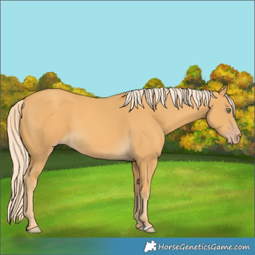 Horse Color:Gold Cream Champagne 