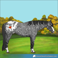 Horse Color:Blue Roan Appaloosa