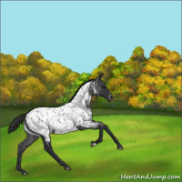 Horse Color:Blue Roan Near Leopard 