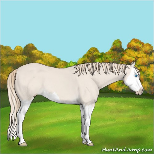 Horse Color:Smoky Creme Dun Splash 