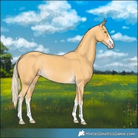Horse Color:Gold Cream Champagne 