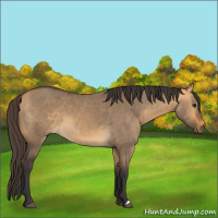Horse Color:Buckskin Dun 