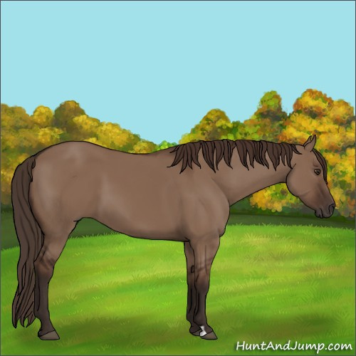 Horse Color:Liver Red Dun 