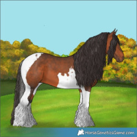 Horse Color:Bay Tobiano 