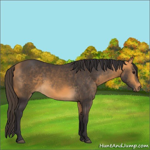 Horse Color:Buckskin 