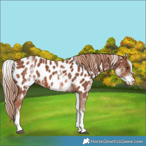 Horse Color:White Spotted Chestnut Sabino Appaloosa 