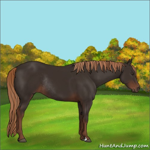 Horse Color:Liver Chestnut Rabicano 