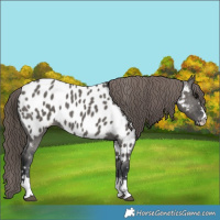 Horse Color:Grullo Appaloosa 