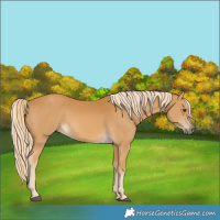 Horse Color:Palomino 