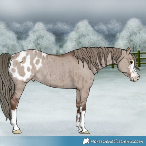Horse Color:Liver Red Dun Mushroom Appaloosa Brindle 