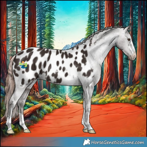 Horse Color:Liver Chestnut Appaloosa 