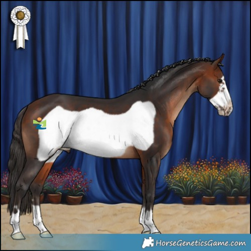 Horse Color:Bay Frame 