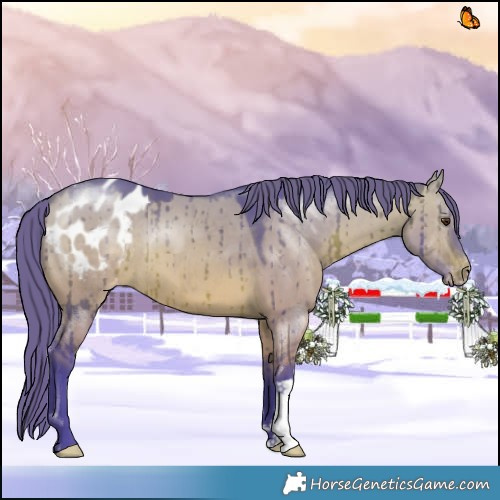 Horse Color:Watercolor Brown Dun Appaloosa Brindle 