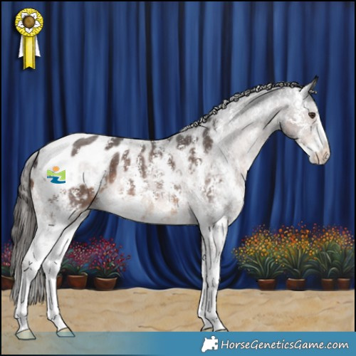 Horse Color:Liver Chestnut Sabino Appaloosa 