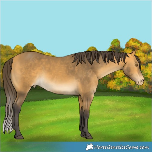 Horse Color:Buckskin Appaloosa 