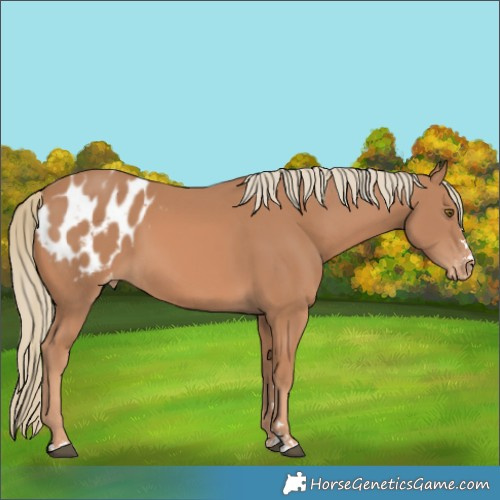Horse Color:Chestnut Mushroom Appaloosa 