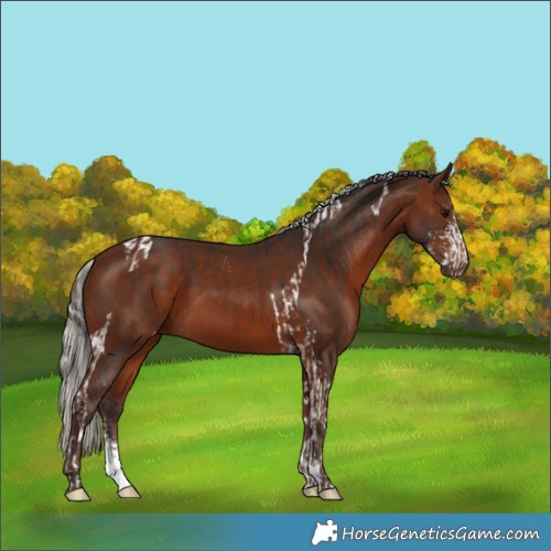 Horse Color:Bay Sabino Tobiano  and Silver Bay Sabino 