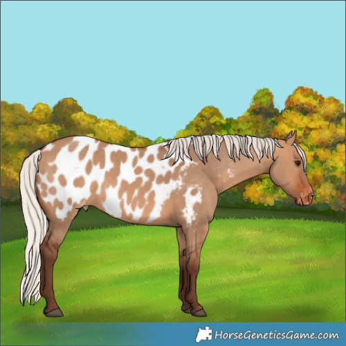 Horse Color:Silver Bay Dun Appaloosa 