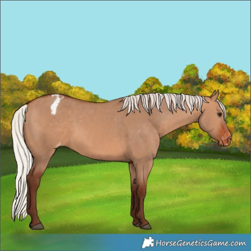 Horse Color:Silver Bay Dun Appaloosa 