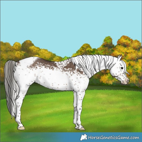 Horse Color:White Spotted Silver Brown Dun Tobiano 