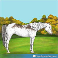 Horse Color:White Spotted Silver Brown Dun Tobiano 
