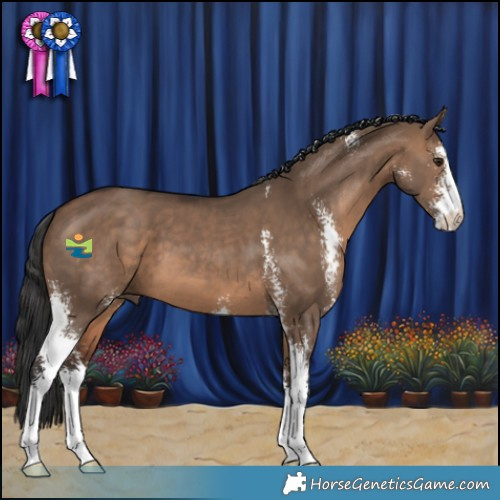 Horse Color:Brown Dun Sabino 