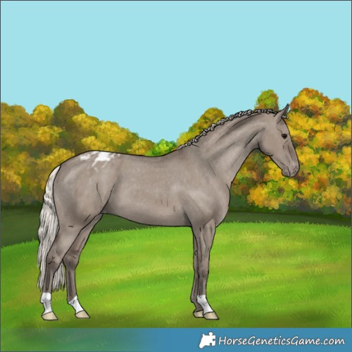 Horse Color:Silver Grullo Appaloosa 