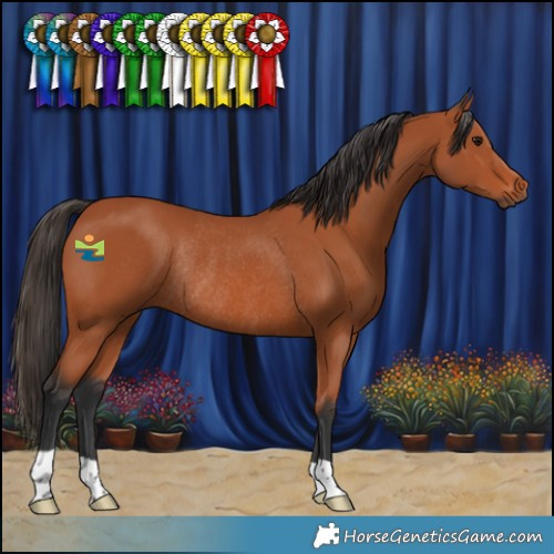 Horse Color:Bay Rabicano 