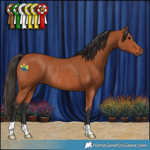 Horse Color:Bay Rabicano 