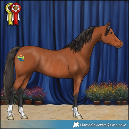 Horse Color:Bay Rabicano 