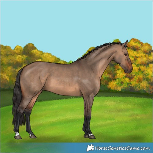 Horse Color:Brown Dun 