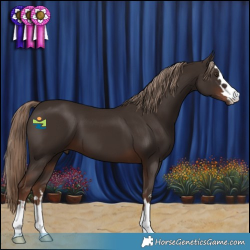 Horse Color:Liver Chestnut 