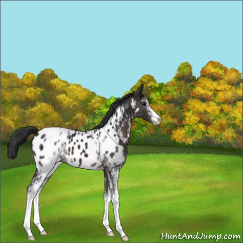 Horse Color:White Spotted Brown Appaloosa 