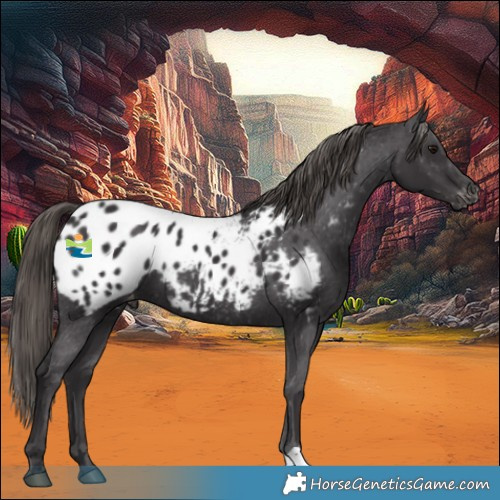 Horse Color:Smoky Black Appaloosa 