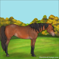 Horse Color:Bay 
