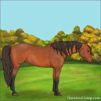 Horse Color:Bay 