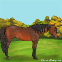 Horse Color:Bay 