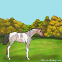Horse Color:Nacre Bay Roan Dun Tobiano 