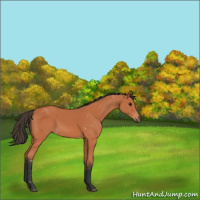 Horse Color:Bay 