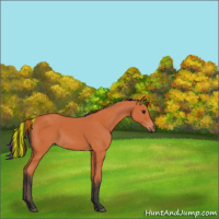 Horse Color:Painted Bay 