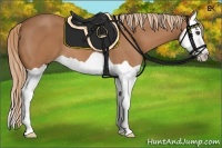 Horse Color:Chestnut Splash