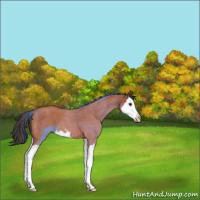 Horse Color:Bay Roan Sabino Splash 
