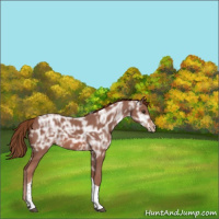 Horse Color:Chestnut Ice Tobiano Appaloosa 