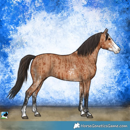 Horse Color:Bay Sabino  and Bay Dun Sabino 